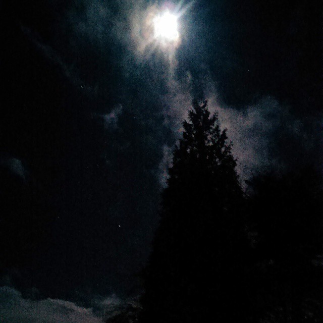 full moon & meta sequoia - from Instagram